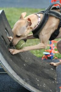 Whippet with Flyball box