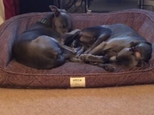 The Blues Brothers - Whippets resting in a bed