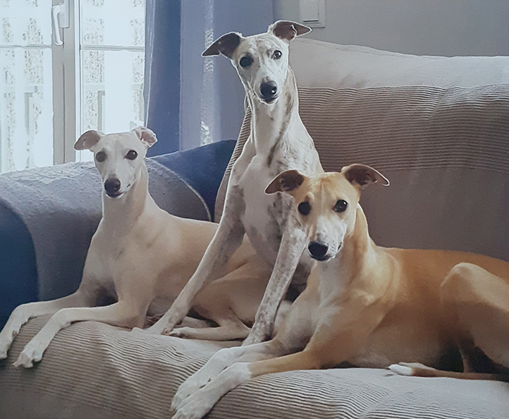 Whippet Calendar 2021 Featured Image