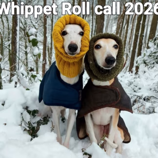 Whippet Rollcall 2026