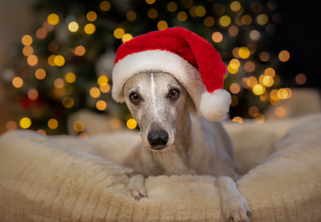 Echo Christmas Card - a whippet wearing a santa hat in front of a christmas tree