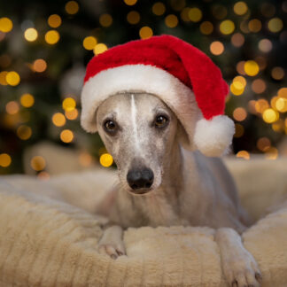 Echo Christmas Card - a whippet wearing a santa hat in front of a christmas tree