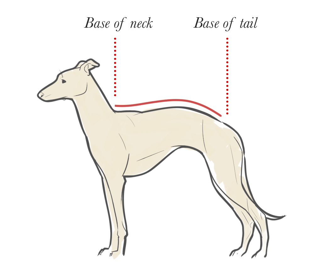 Whippet Coat Measure